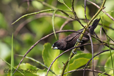 Dusky Munia