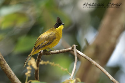 Bornean Bulbul