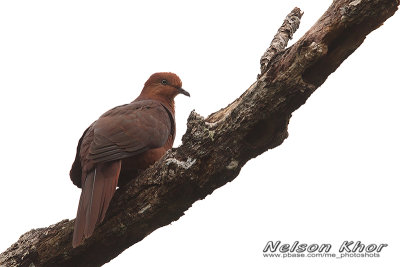 Ruddy Cuckoo Dove