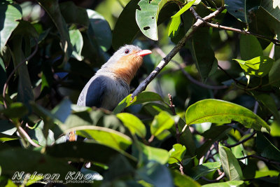 Red Billed Malkoha