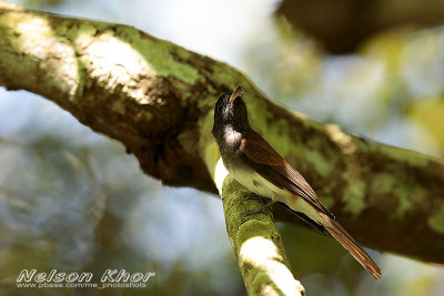 Japanese Paradise Flycatcher