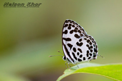 Common Pierrot