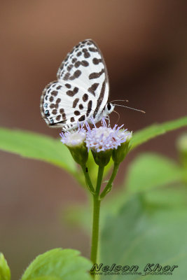 Common Pierrot