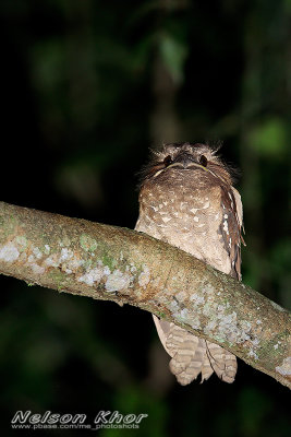 Dulit Frogmouth