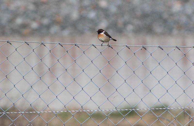 European Stonechat (Saxicola rubicola)