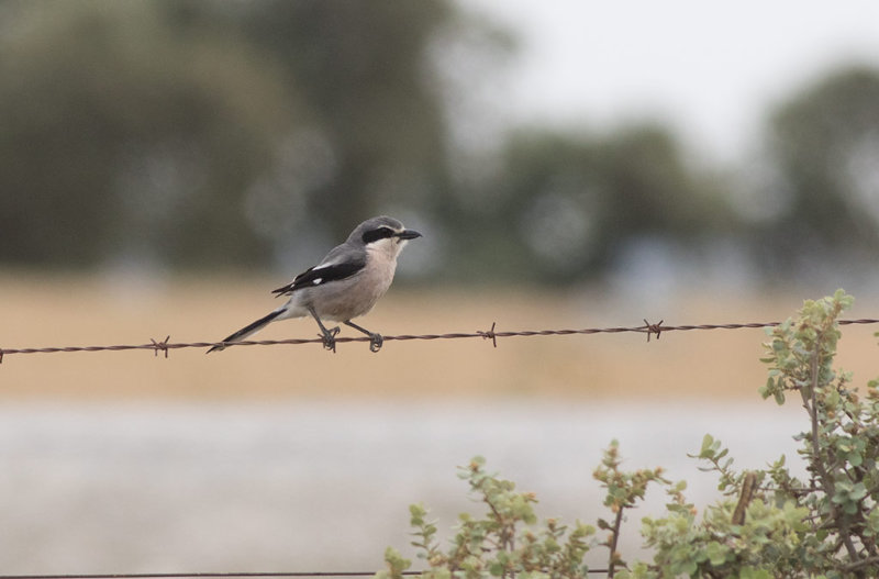  Southern Grey Shrike (Lanius meridionalis)