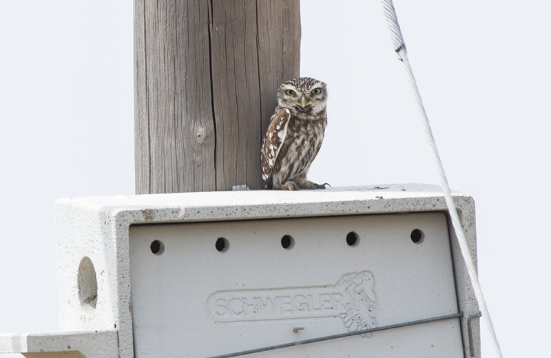  Little Owl (Athene noctua)