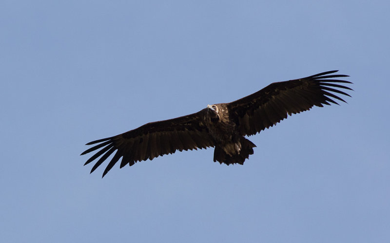 Eurasian Black Vulture (Aegypius monachus)
