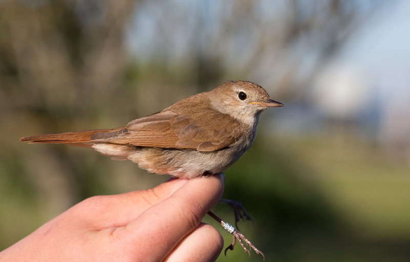 Common Nightingale (Luscinia megarhynchos)
