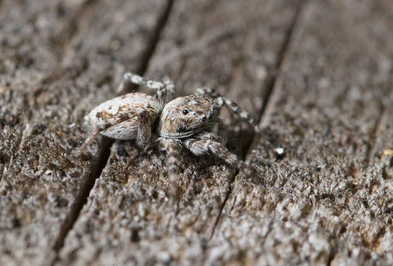 Laduhoppspindel (Sitticus terebratus)