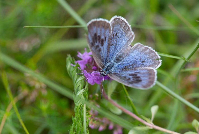 Svartflckig blvinge, hona (Maculinea arion)