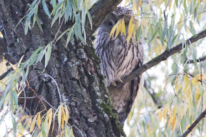 Ural Owl (Strix uralensis)