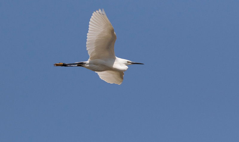 Little Egret (Egretta garzetta)