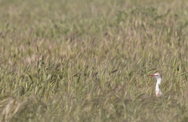 Cattle Egret (Bubulcus ibis)