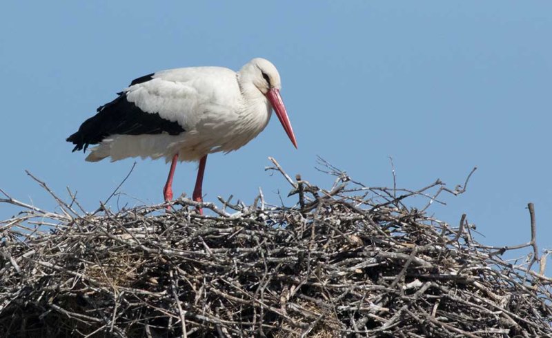 White stork (Ciconia ciconia)