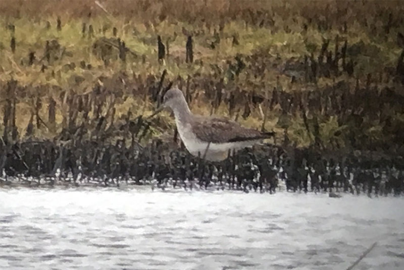 Greater Yellowlegs (Tringa melanoleuca)