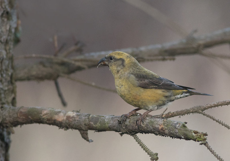 Red Crossbill (Loxia curvirostra)