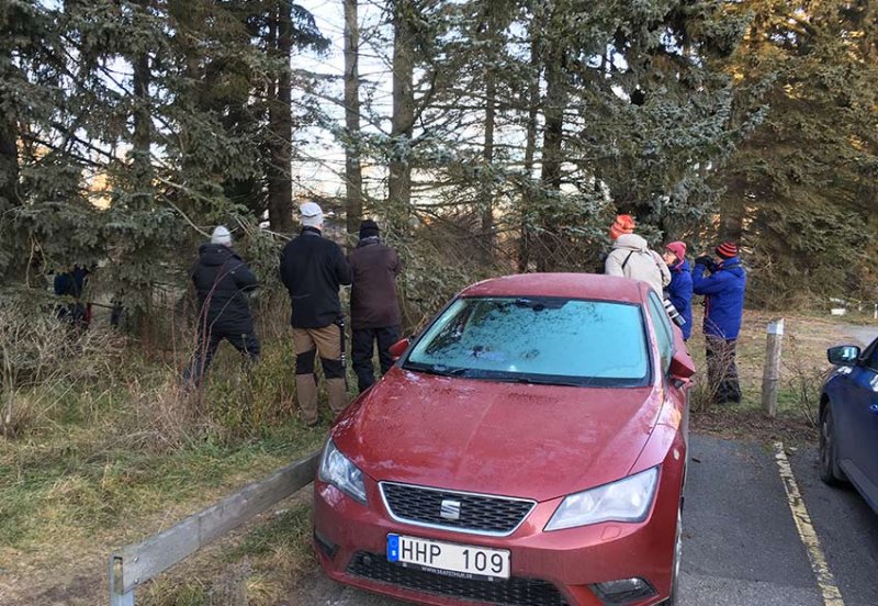 Watching  Crossbills