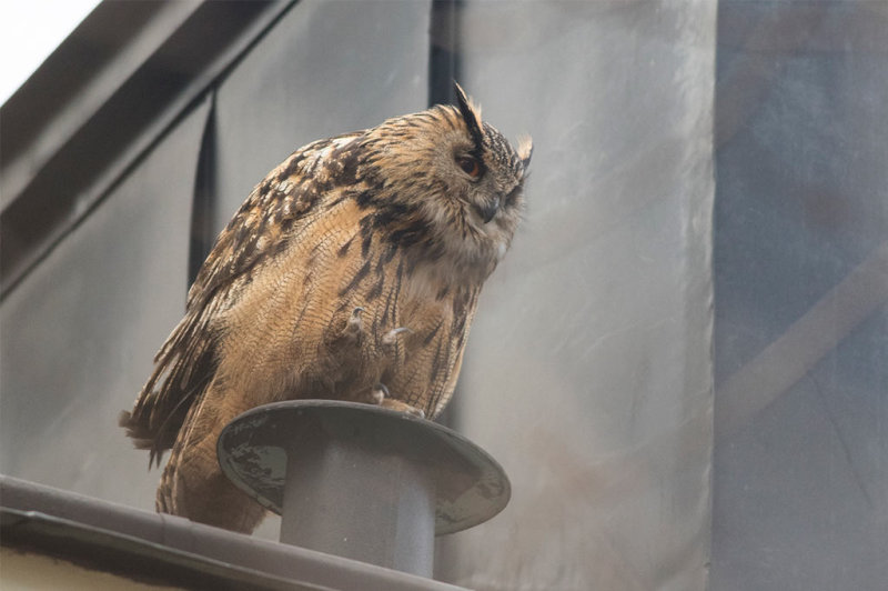 Eurasian Eagle-Owl (Bubo bubo)