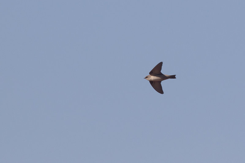 Pale Crag Martin (Ptyonoprogne fuligula)