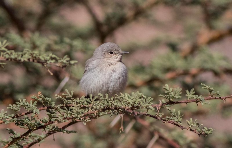 Blackstart (Oenanthe melanura)