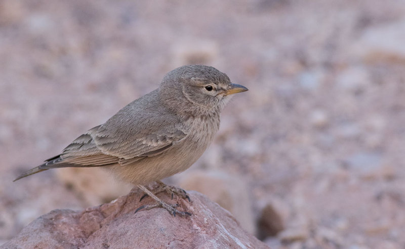 Desert Lark (Ammomanes deserti)
