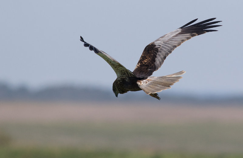 Eurasian Marsh-Harrier (Circus aeruginosus)