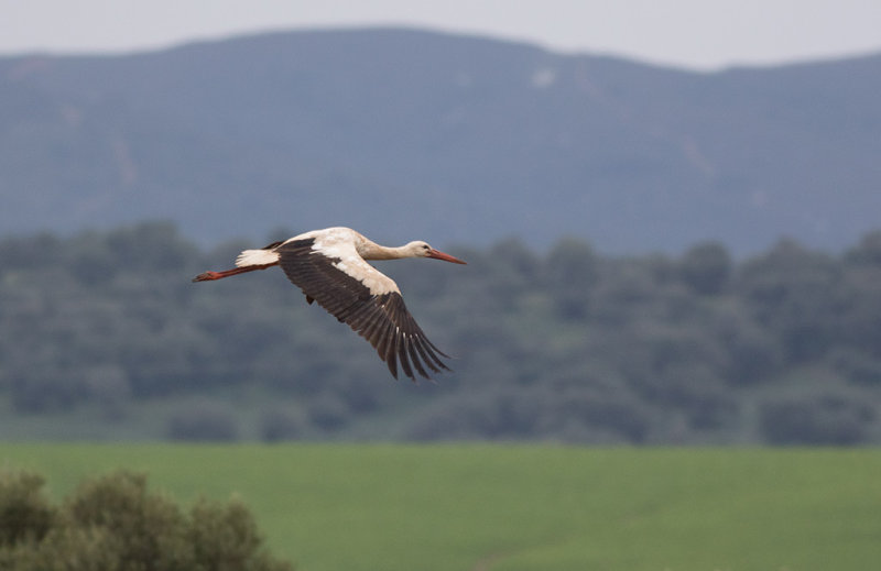 White Stork (Ciconia ciconia)