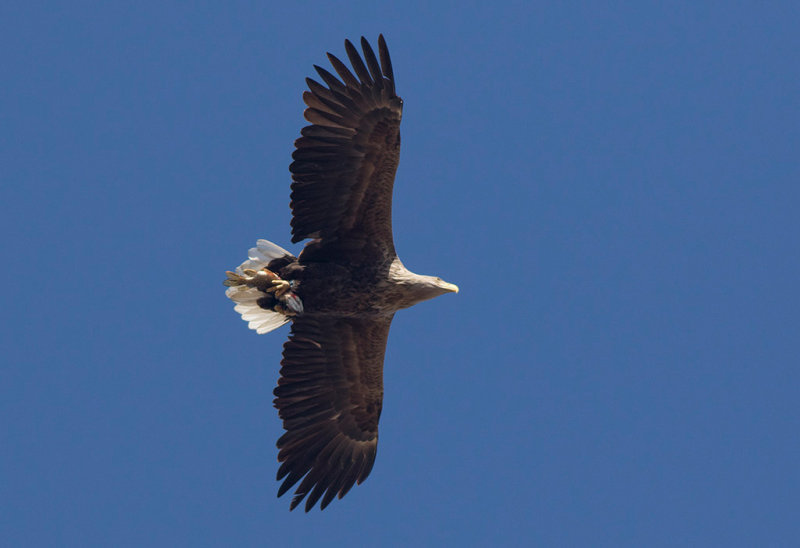 White-tailed Eagle (Haliaeetus albicilla)