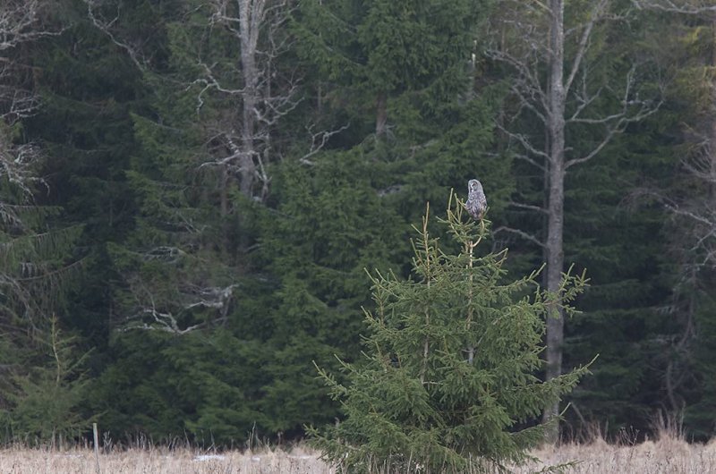 Great Gray Owl (Strix nebulosa)	