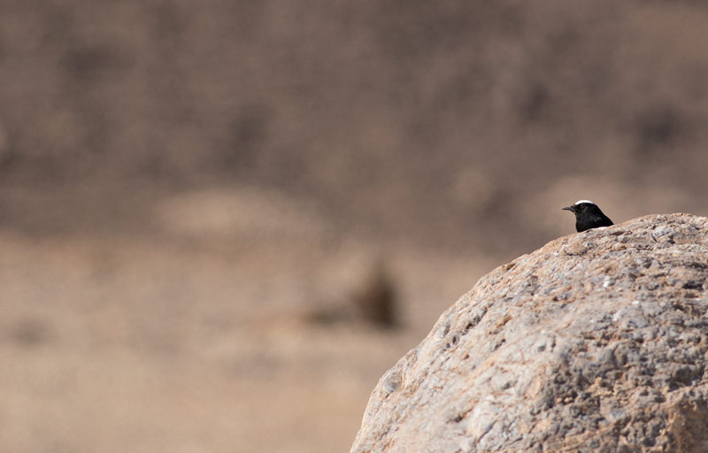 White-crowned Wheatear (Oenanthe leucopyga)