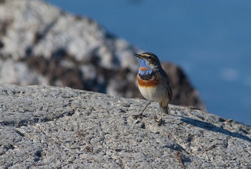 Bluethroat (Luscinia svecica)