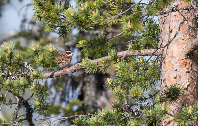 Rustic Bunting (Emberiza rustica)