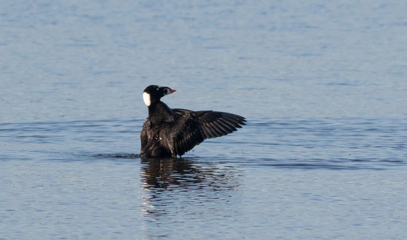 Surf Scoter (Melanitta perspicillata)