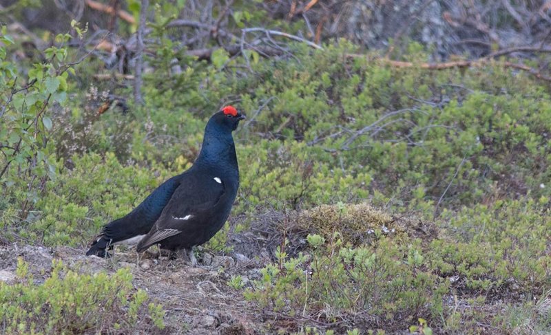 Black Grouse (Lyrurus tetrix)