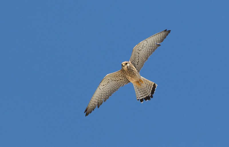 Lesser Kestrel (Falco naumanni)