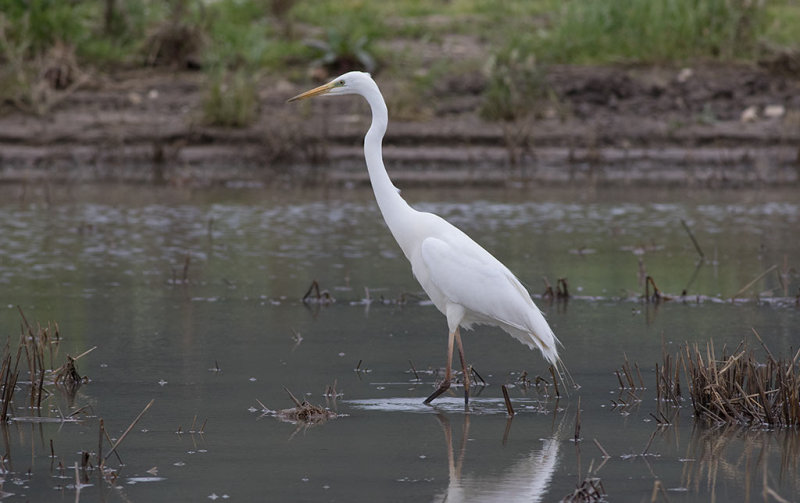 Great Egret (Ardea alba) 