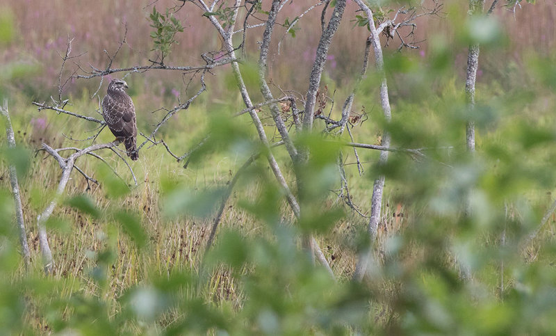 Common Buzzard (Buteo buteo)