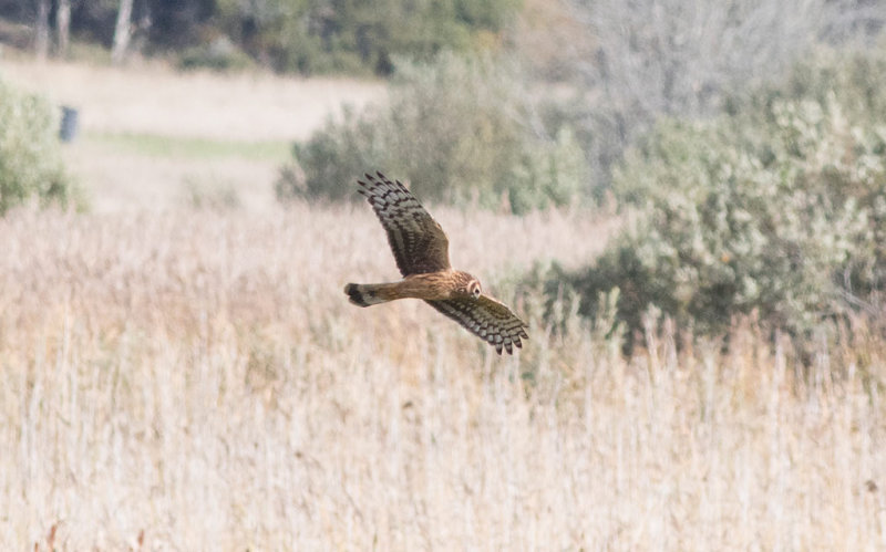 Northern Harrier (Circus cyaneus)	