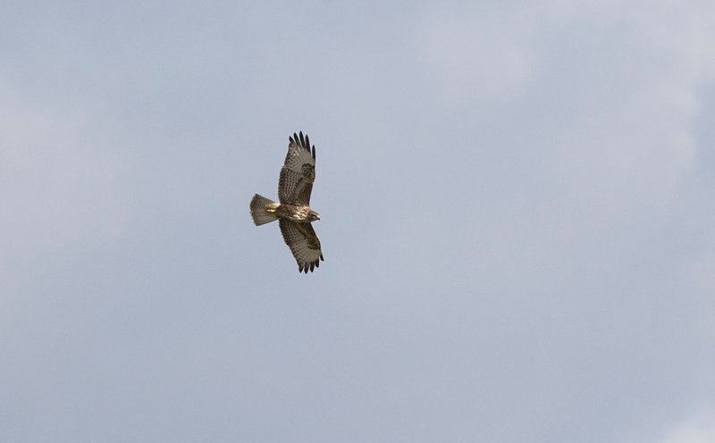 Common Buzzard (Buteo buteo)
