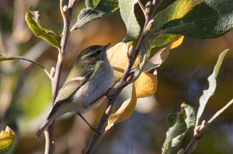 Yellow-browed Warbler  (Phylloscopus inornatus)