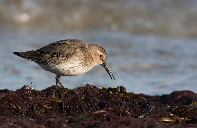 Dunlin (Calidris alpina)