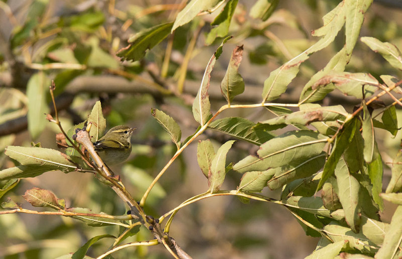 Yellow-browed Warbler (Phylloscopus inornatus)