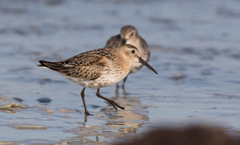 Dunlin (Calidris alpina)