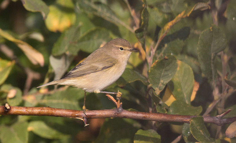 Common Chiffchaff (Phylloscopus collybita)