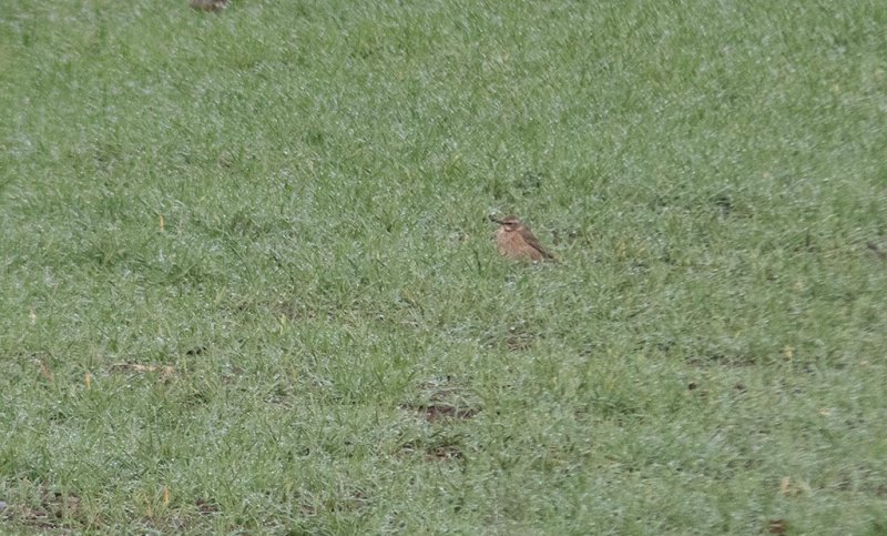 Naumanns Thrush (Turdus naumanni)