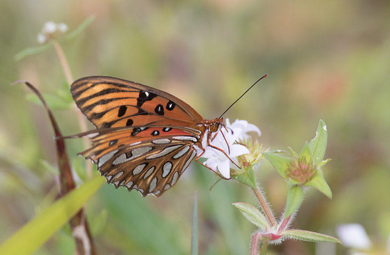 Gulf Fritillary (Agraulis vanillae)	