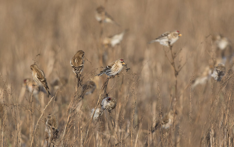 Common Redpoll (Acanthis flammea)	 