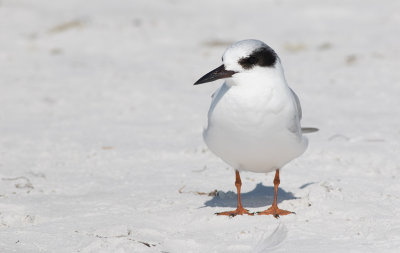 Forster's Tern (Sterna forsteri)