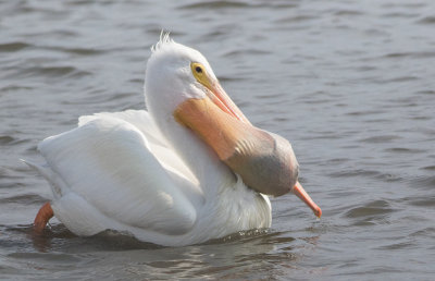 American White Pelican (Pelecanus erythrorhynchos)